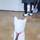 황제 동물병원 이미지