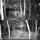 호랑이PC 이미지