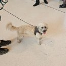 주식회사 1004마트 | 모두투어 동유럽/발칸 5국 7박9일, 슬로베니아 블레드성, 블레드섬 (4일차)