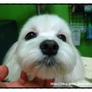 복돌이네애견샵 네이버블로그