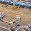 포일농장 이미지