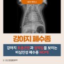장원성 | 강아지 호흡곤란, 헐떡임, 부산 강아지 폐수종 치료 후기 / 부산 강아지 심장초음파 동물병원