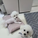 멍멍 애견미용 이미지