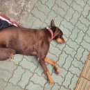 이뮤노팜 | 퍼피부터 시니어까지 강아지 영양제는 이뮤노벳으로 든든해요