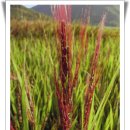 쇠똥구리 마을 이미지