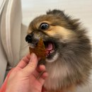 몽몽야옹 | [제품리뷰]강아지기호성최고 강아지수제간식 몽몽야옹미니팩7종세트 후기,가격,정보