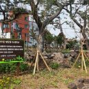 조천중학교 이미지