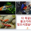 코이 Daum카페