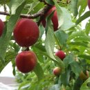 대석농장 이미지