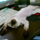 오뉴월 개팔자 이미지