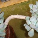 월미농장 이미지