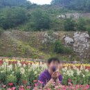 동해소풍 | [동해 무릉별유천지 라벤더축제] 6월에 즐기는 동해 여름여행 무릉별유천지 방문후기