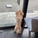 강아지 미용실 이미지