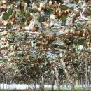 진환농장 이미지