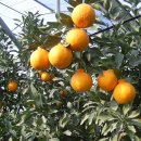 제주누리 이미지