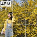[약대일기] 봄은 꽃을 몰고 온다