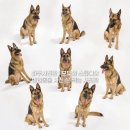 포커스 온 펫 | 반려동물 사진 잘 찍는 파주사진관 모두와 스튜디오