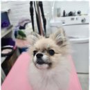 오늘도 예쁘개 이미지