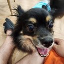 댕스텔 | 고양시 덕양구 강아지호텔 댕스텔 방문 후기