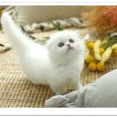 네발하우스 고양이전문 마포점 | 11년 동안 고양이만 사랑한 집, 고양이장인 네발하우스