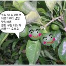 새코롬달코롬 노지귤 (제주직송).우도생땅콩 이미지