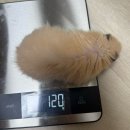 달빛농장 | [달빛햄스터리] 서울 곰상 골든햄스터 전문 매장 장모 분양후기(2) + 내부 + 햄테리어용품 + 간식...