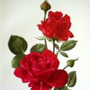 보태니컬 드로잉 이미지