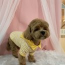 만점애견미용 이미지