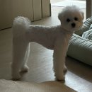 골드독트리멍 이미지