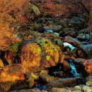 산수유꽃길로 이미지