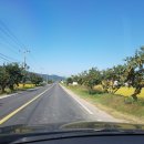 국도23호선가로수 이미지