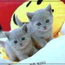 펫365 강아지분양 고양이분양 전주본점 이미지