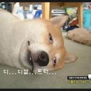 디트럭