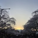 한국상용트럭(주) | 과천 경마공원 렛츠런파크 벚꽃축제 마시멜로 방문 후기