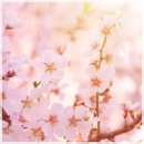 축제] 2015 봄꽃 개화시기 & 각지역 벚꽃축제 시기 이미지
