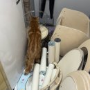 와우네 | 와우캣 캣폴 고양이 캣타워 후기