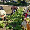 양영석농장 이미지