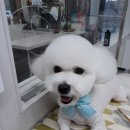 마주봄 애견미용실 이미지