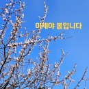 비로소봄 이미지