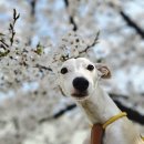 루아나 | 그래잇빌리 사료 눈물 알러지 사료 추천｜루시아 루아나 활력 사료 후기