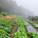 독용산성 고냉지 채소 추가했습니다 이미지