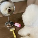 거울보는 강아지 이미지