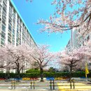 두세네몽 | 광안리 벚꽃 즐기기