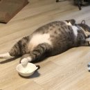 우석로 L | [냠] 7번 넘게 재주문한 조타코(타코페퍼) 배달 후기 l 춘천 타코 맛집 l 치킨타코 l 내돈내산