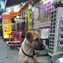 주박사숯불구이 네이버블로그