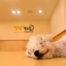 털로덮인친구들 동탄북광장점 이미지