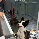 미용특공대 이미지