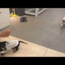 어도러블독 이미지