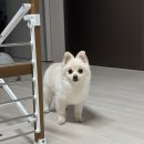 그루밍 하니 | 대전 동구 반려견 가위컷 잘하는 곳 가오동 애견미용실 아토그루밍