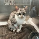 더나은동물병원 | 고양이 이물섭취 후 내시경 제거(양산 더나은동물병원, 양산 동물병원)